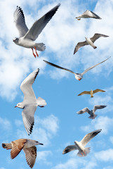 Group of sea gulls