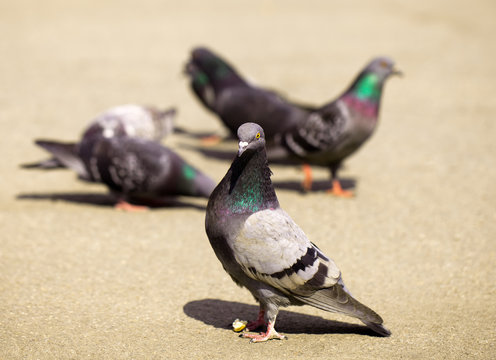 Group Of Pigeons