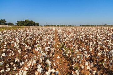 Cotton field