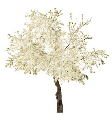 white blooming isolated tree