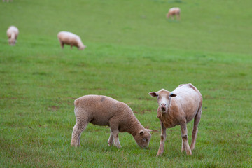 Sheep grazing