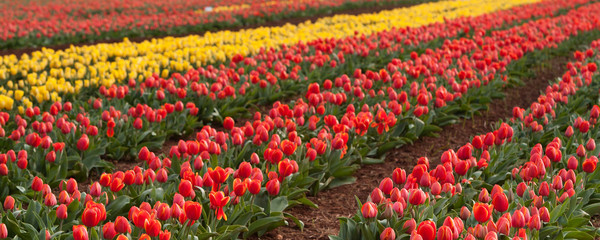 Tulip fields at Table Cape