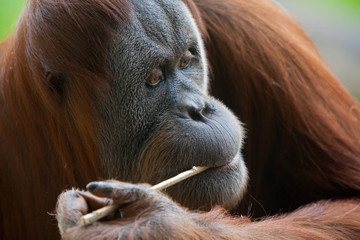 Orangutan eating © FiledIMAGE