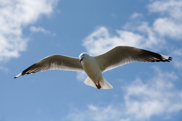 Obraz premium Seagull soaring