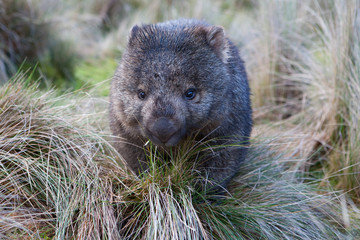 Wombat in grassland