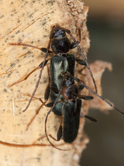Mating tanbark borers, Thanasimus testaceus
