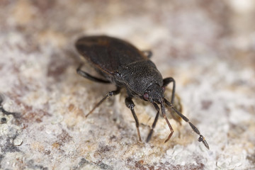 Hemipteron feeding on wood, extreme close-up
