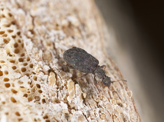 Wood living beetle on wood, extreme close-up