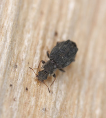 Wood living beetle on wood, extreme close-up