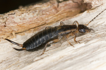 Earwig on wood, macro photo