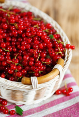 Red currant