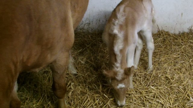 Haflingerstute mit Fohlen