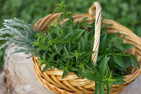 Fresh mint and artemisia in bucket on wooden background