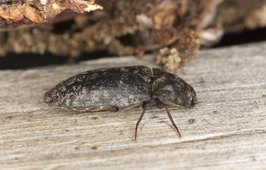 Click beetle, Agrypnus murina sitting on wood, macro photo