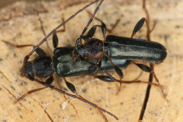 Mating tanbark borers, Thanasimus testaceus