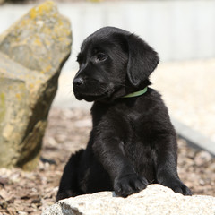 Adorable labrador retriever puppy lying on a stone