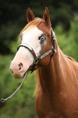 Paint horse mare with show halter