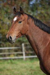 Portrait of nice brown warmblood
