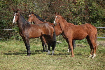 Three horses standing on pasturage
