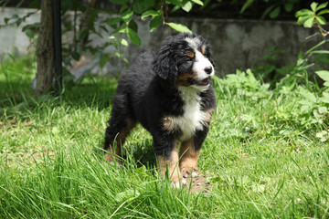 Bernese Mountain Dog puppy in the garden