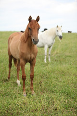 Naklejka na ściany i meble Two young horses standing on pasturage