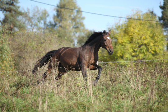 Brown horse running in autumn