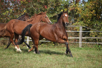 Obraz premium Brown horses running on pasturage