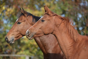Obraz premium Portrait of two horses on pasturage