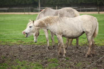 Obraz na płótnie Canvas White pony in mud yawn