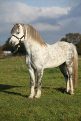 Obraz premium Nice welsh mountain pony stallion with halter