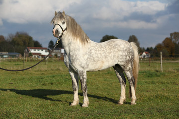Nice welsh mountain pony stallion with halter