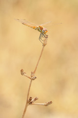 Red veined darter dragonfly
