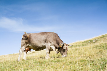 Cow grazing in the Hecho's Valley