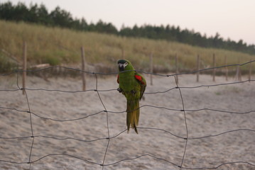 Parrot in the beach © Seba