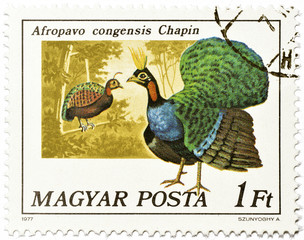 Fototapeta premium Hungarian postage stamp with male Congo Peacock