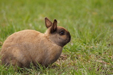 Cute brown rabbit in grass