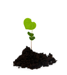 plant with heart shaped leafs