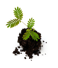 young acacia (albizia julibrissin) plant