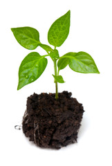young paprika plant