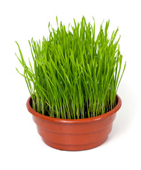 grass isolated on white background