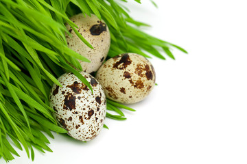 Fototapeta premium quail eggs on a green grass