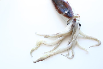 freshness squid from Japan 