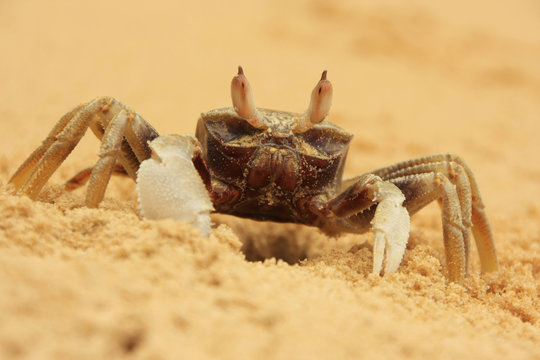 Horn-eyed ghost crab (Ocypode ceratophthalmus)