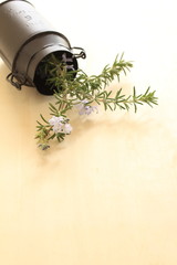 freshness rosemary in tin can