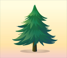 A big pine tree