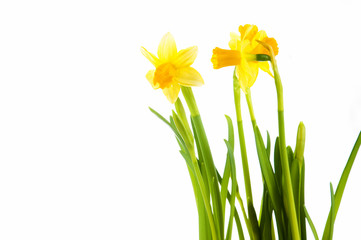 Yellow daffodil in pot