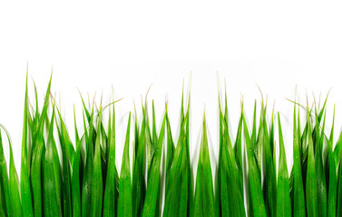 Fototapeta premium Green leaves isolated background