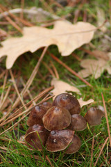 Autumnal Fungi