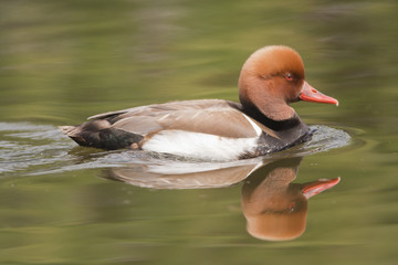 Red-crested Pochard