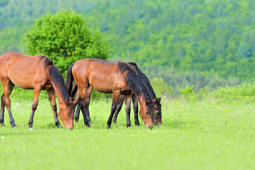 Horses in meadow